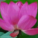 香飘万里