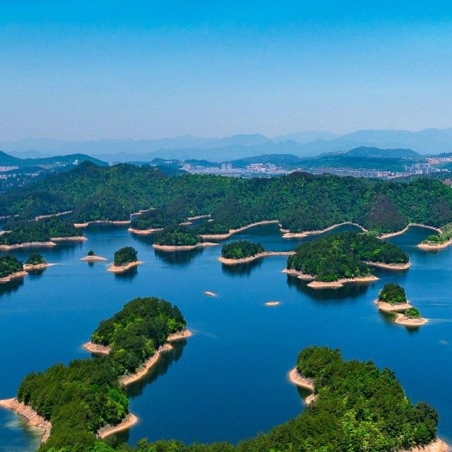 金枪鱼